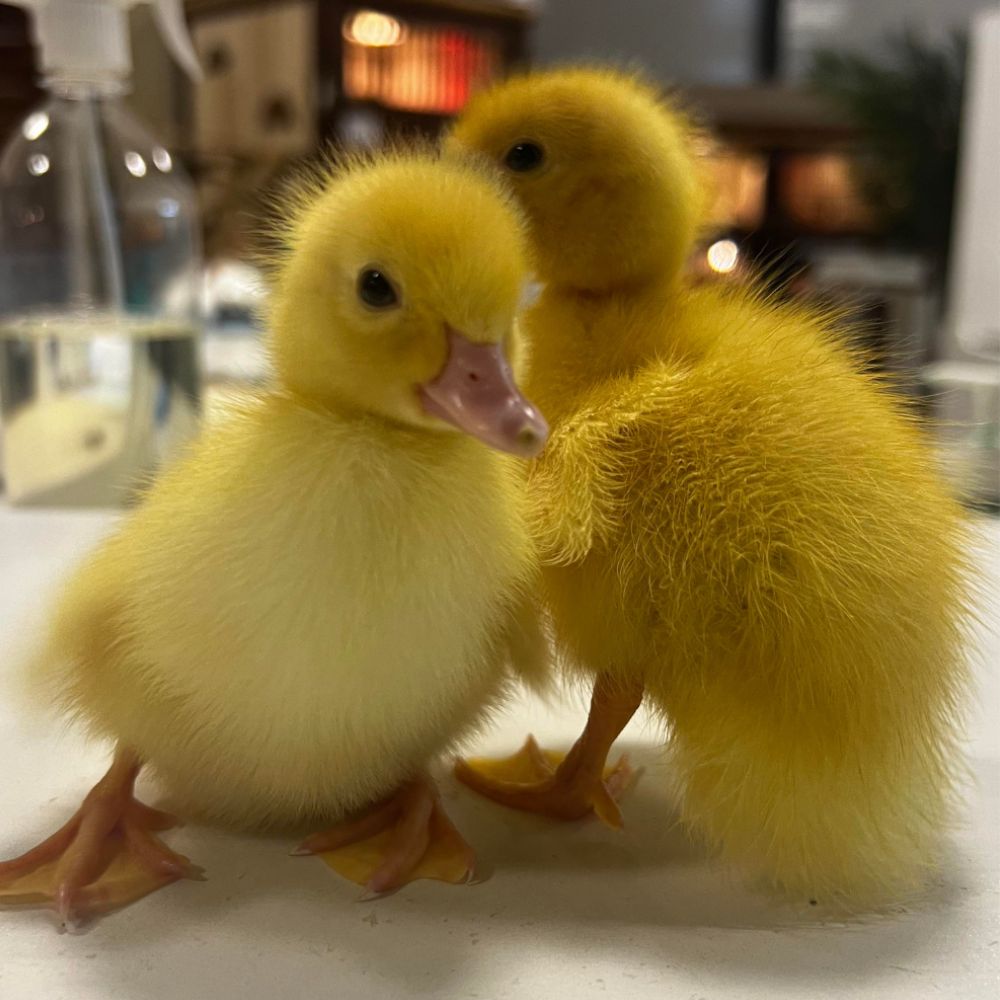 Pâques