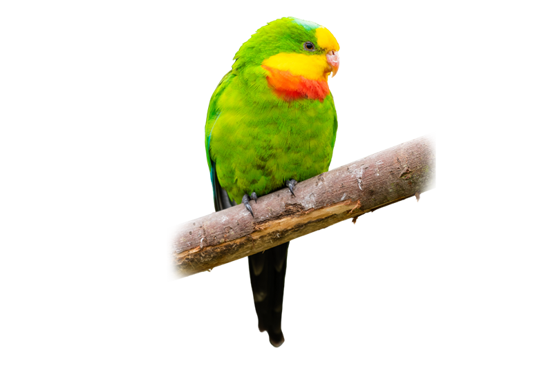 Superb parrot