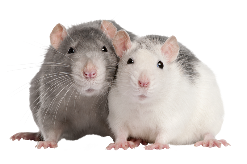 Rat domestique
