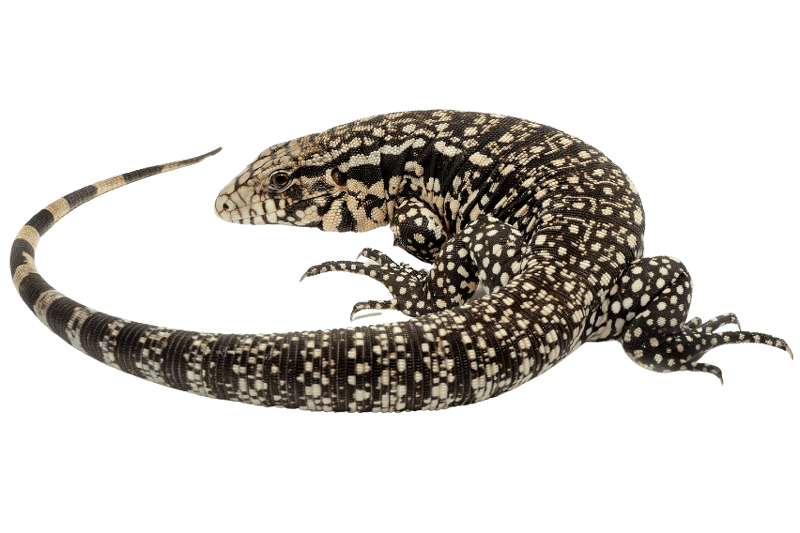 Black and white Tegu