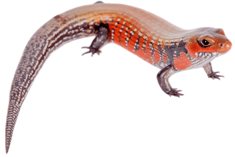 Fire skink