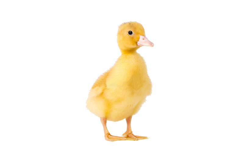 Duckling
