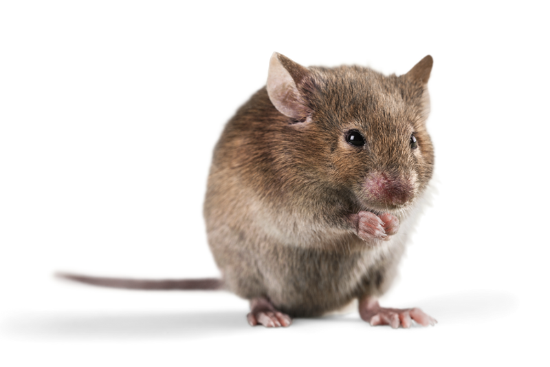 Souris domestique