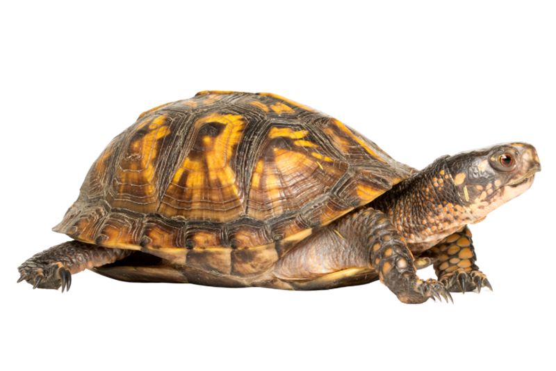 Box turtle