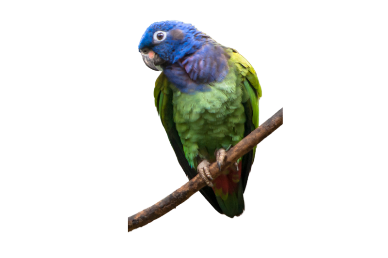 Blue-headed Pionus