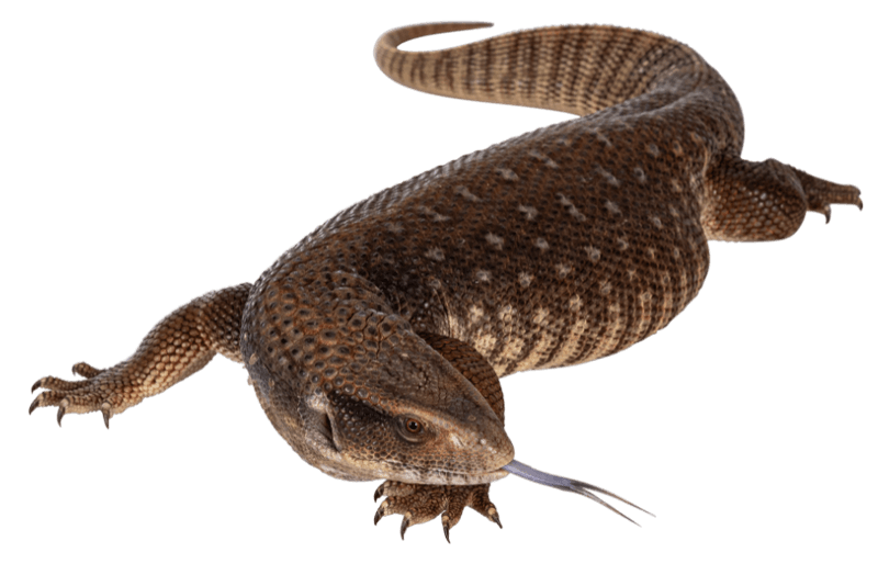Savana Monitor 