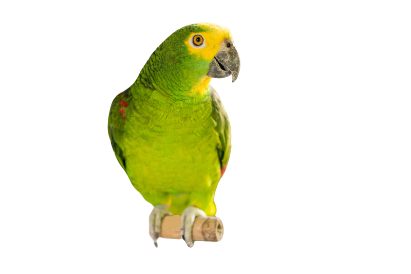 Yellow-crowned amazone