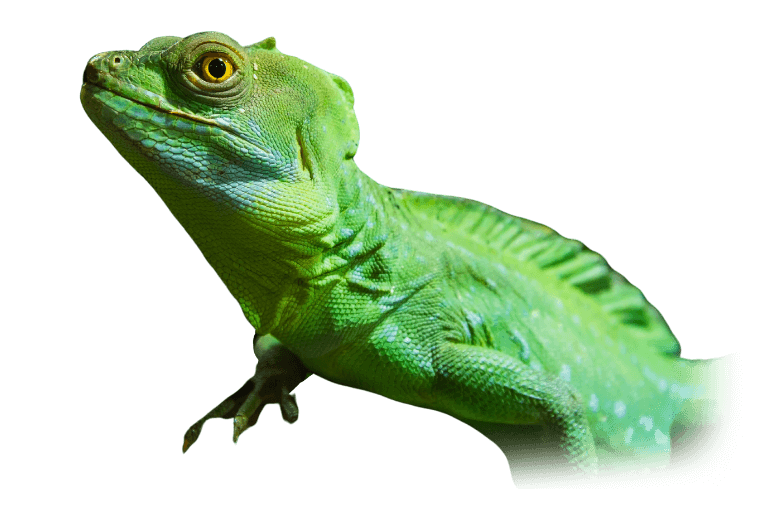 Green basilic