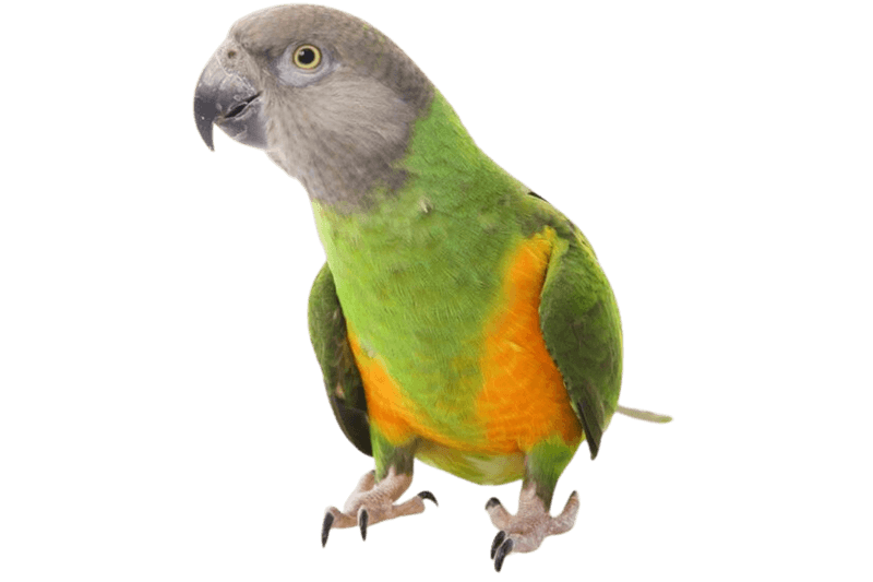 Senegal parrot