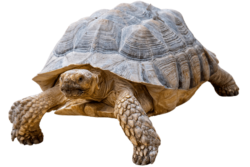 Spurred Tortoise