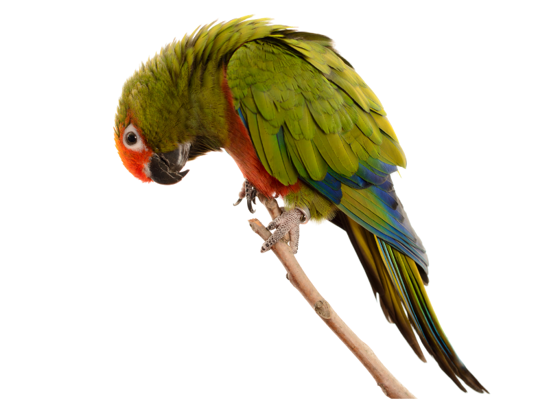 Golden cap parakeet