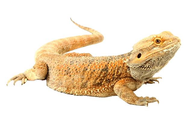 Bearded Dragon