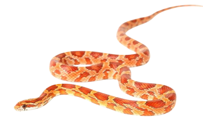 Corn snake