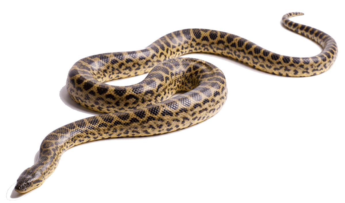 Green anaconda