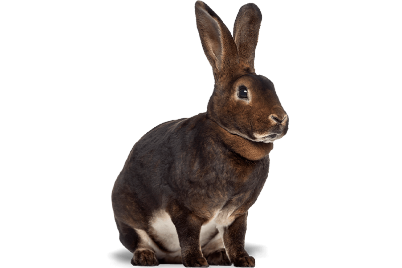 Lapin rex