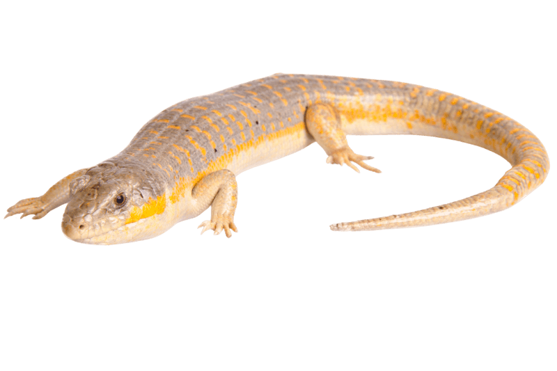 Berber Skink