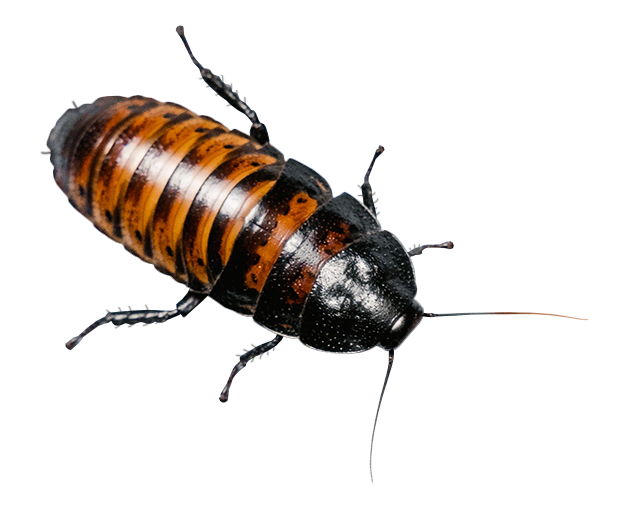 Madagascar hissing cockroach