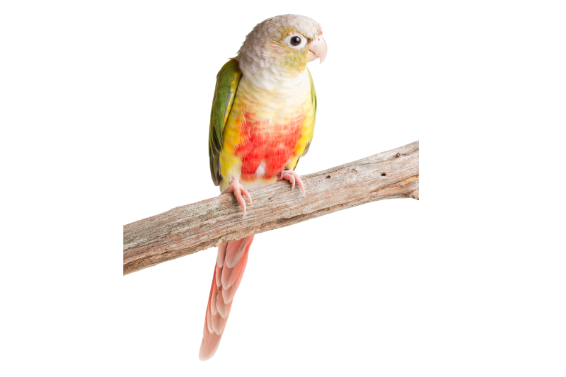 Pineapple conure 