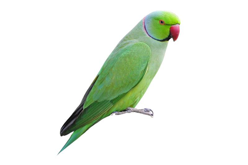 Alexandrine parakeet