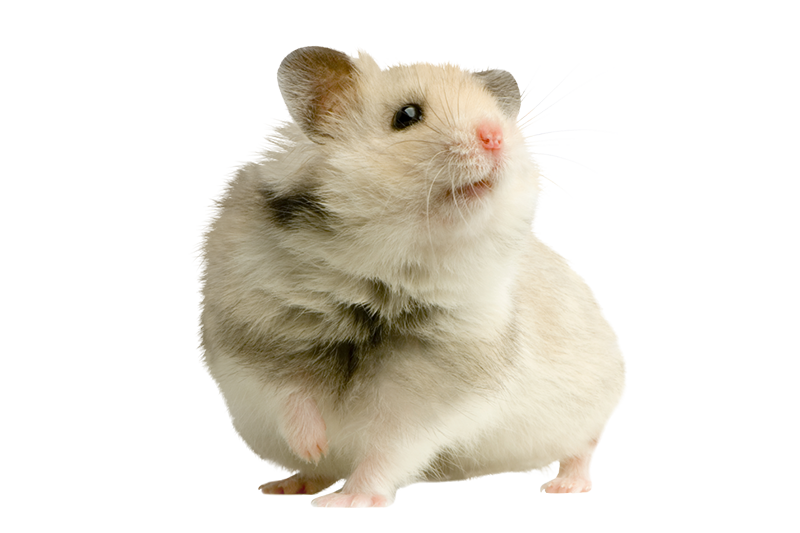 Hamster doré