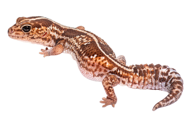 African fat-tailed gecko