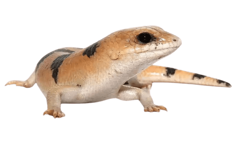 Peter's banded Skink