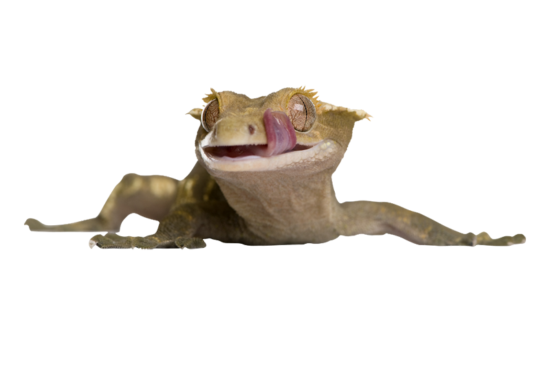 Crested gecko