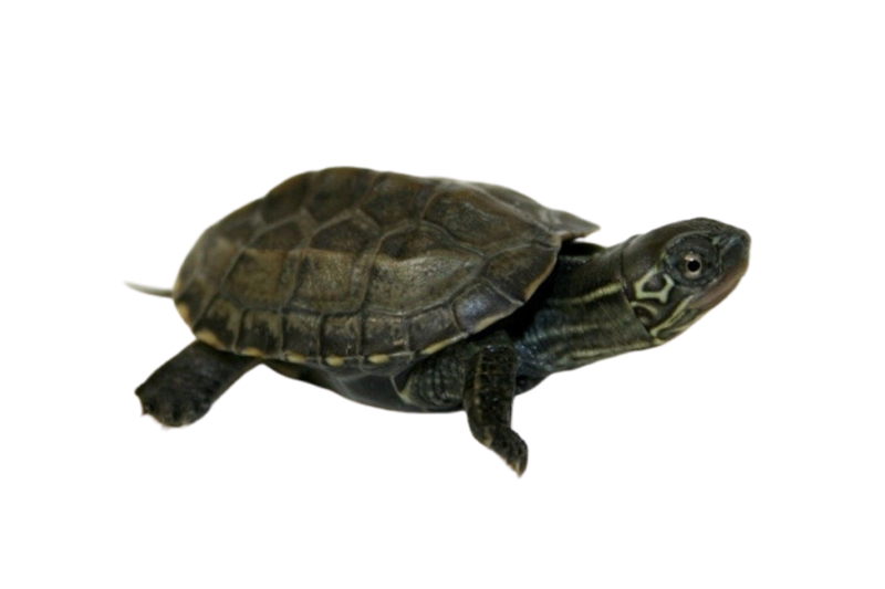 Reeves' turtle