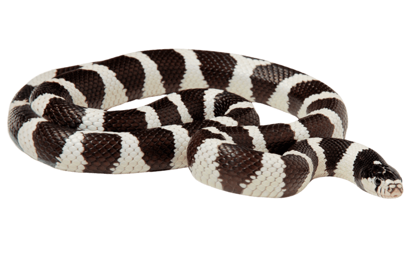King snake