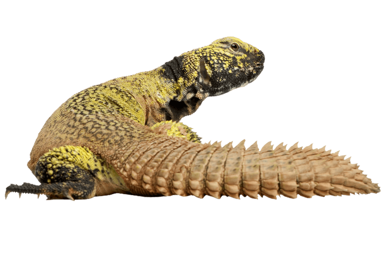 African spiny-tail