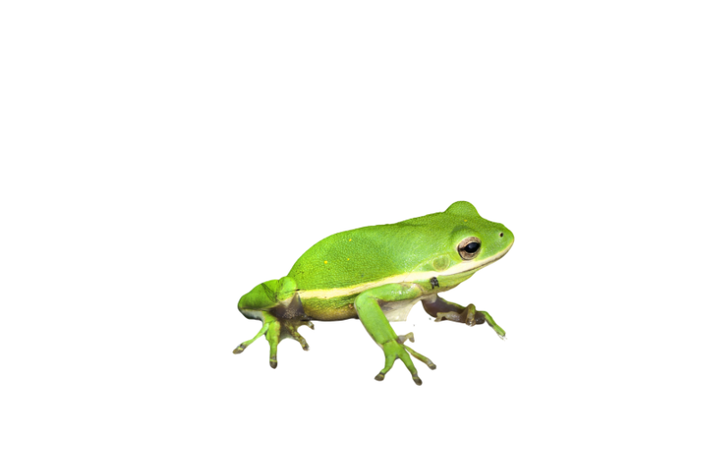 European tree frog