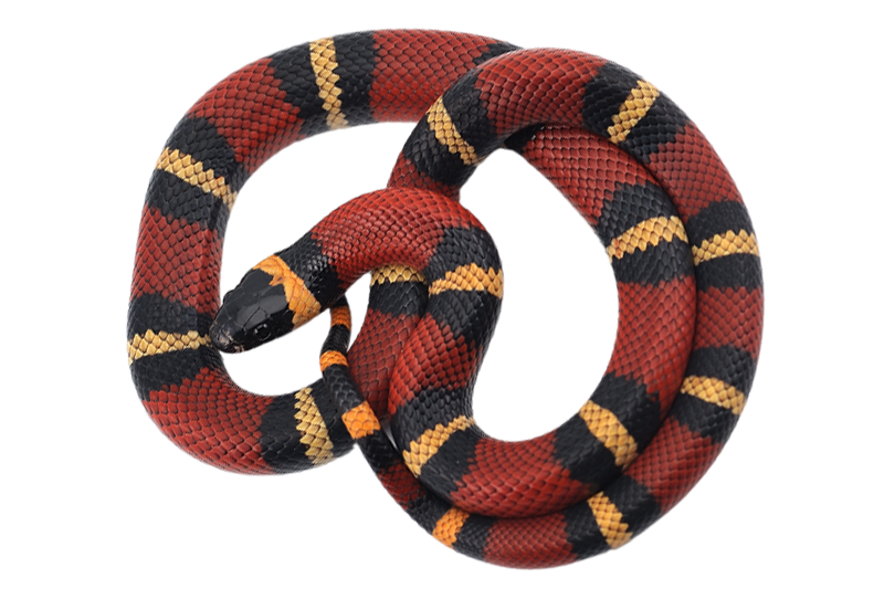 Milk snake