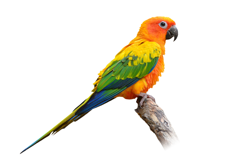 Sun conure