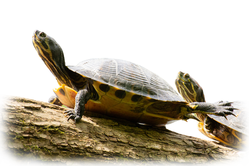 Yellow-bellied slider