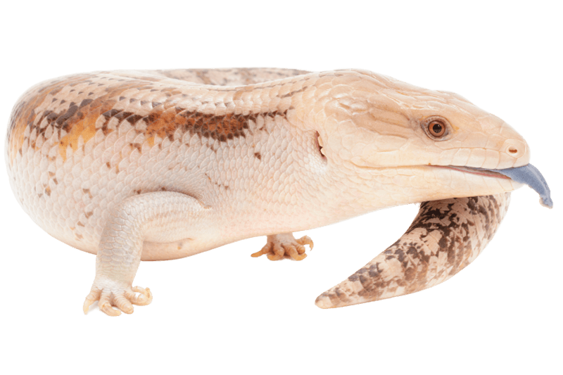 Blue-tongue skink