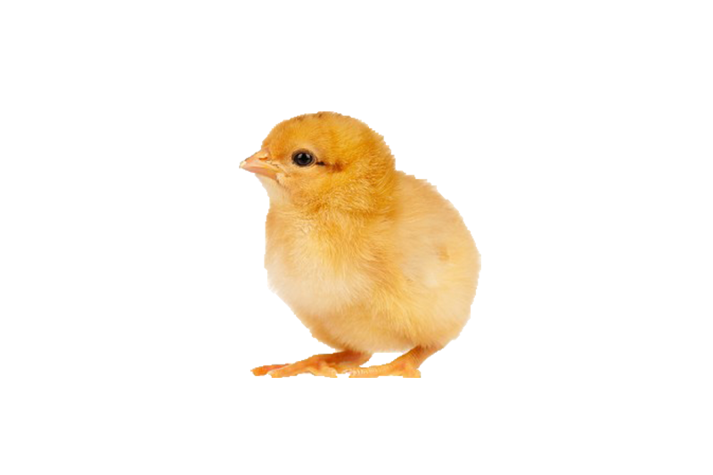 Chick