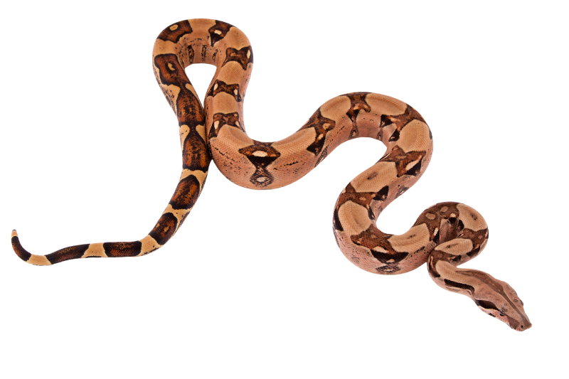 Boa constrictor