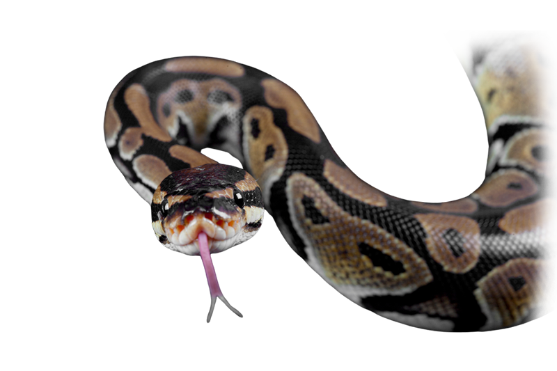 Ball python