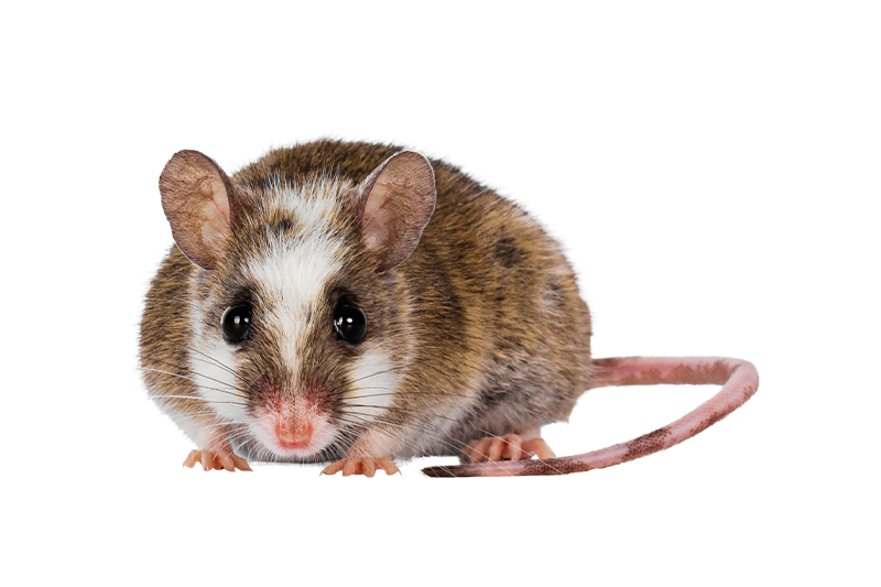 Souris africaine