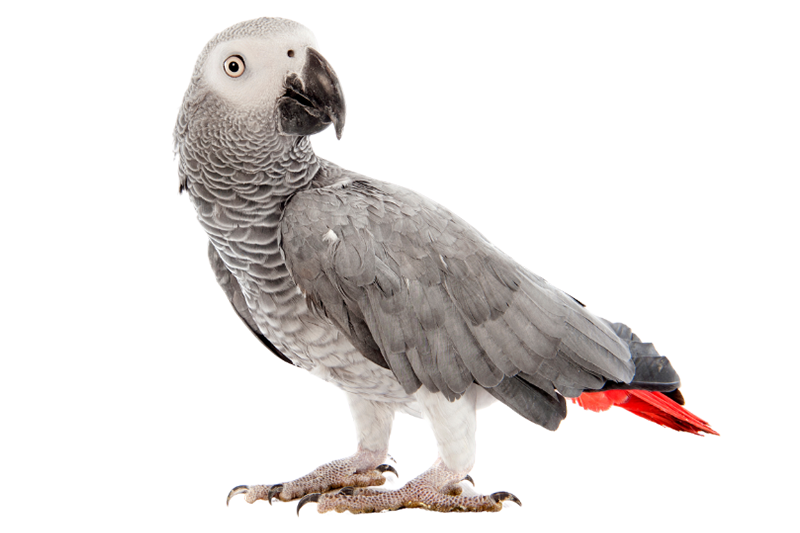African grey 