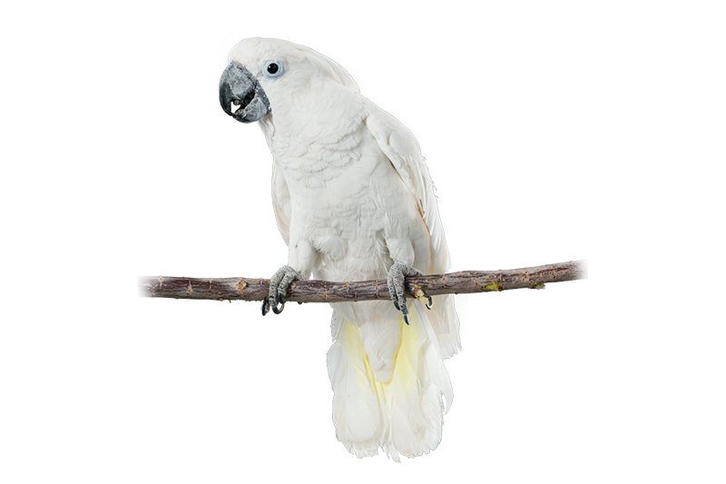 White cockatoo
