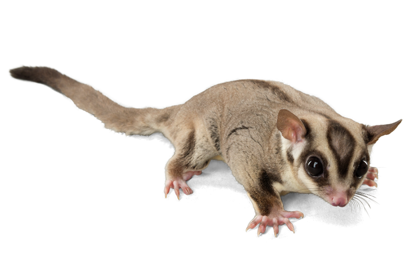 Phalanger volant