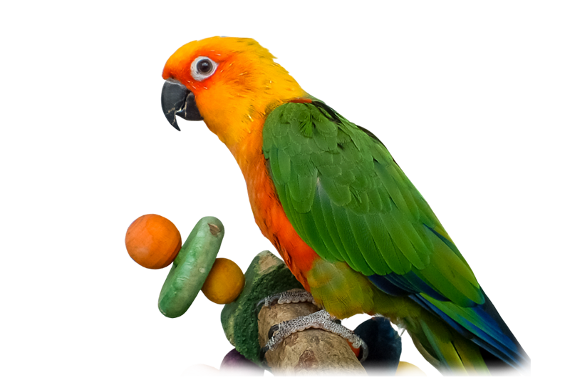 Jendaya parakeet