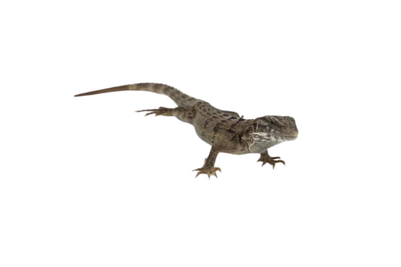Madagascar swift