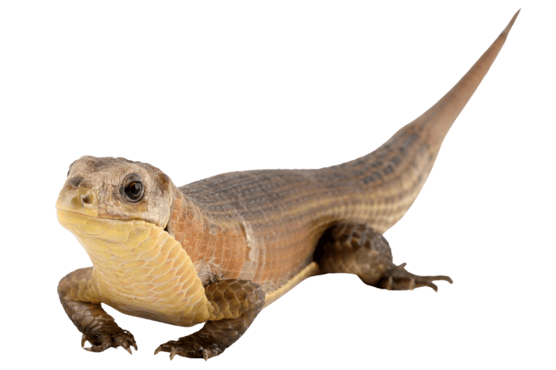 Rough scale plated lizard