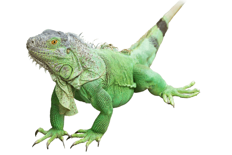 Green iguana