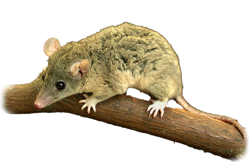 Opossum brésilien