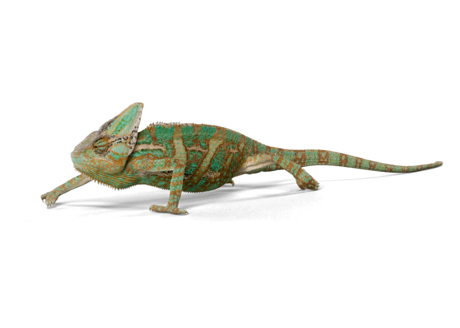 Veiled Chameleon