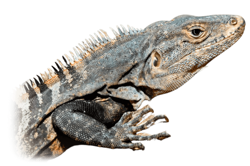 Black spiny-tailed iguana