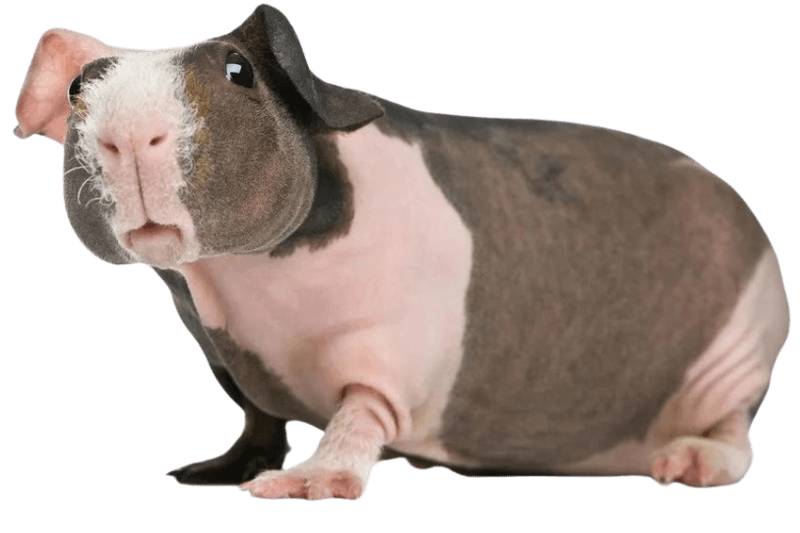 Cochon d'Inde Nu